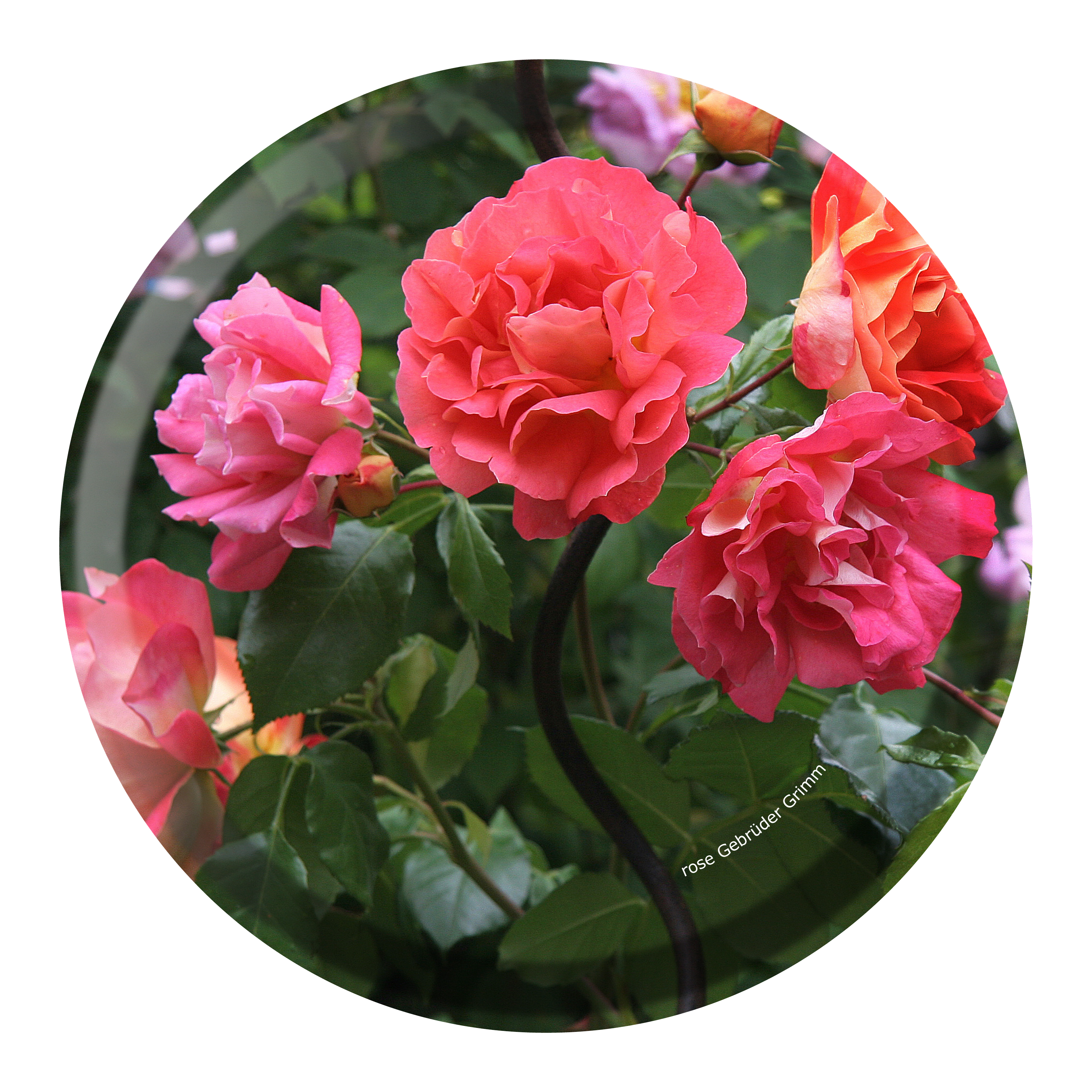 FROQE - TRAY_PLATE_WV - SKU_TRA48GARDEN25 - Garden_Rose_Gebrüder_Grimm - round_25cm_9.84in - TRADITION by Forbicon - Sweden