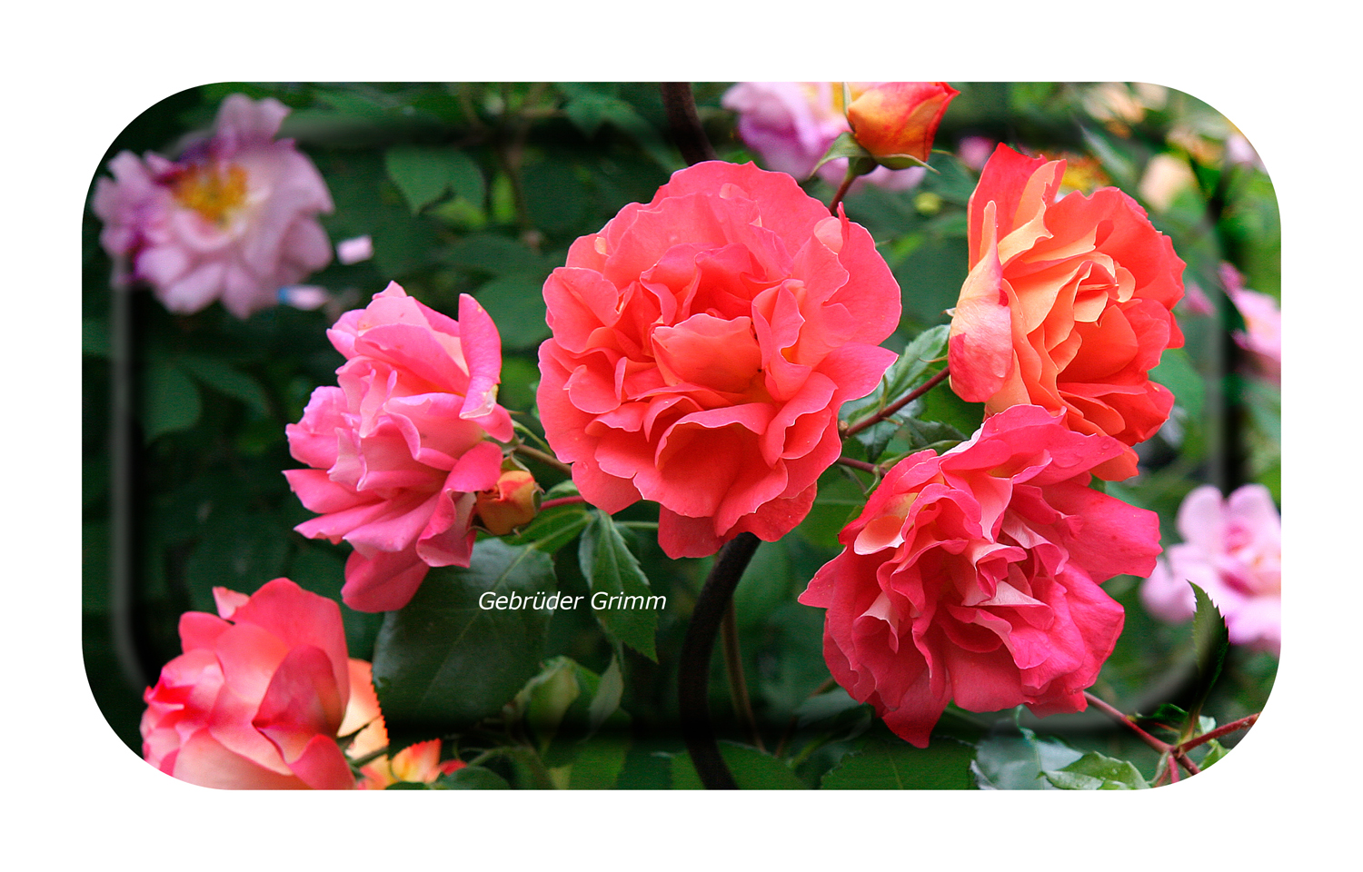 FROQE - TRAY_PLATE_WV - SKU_TRA40GARDEN2213 - Garden_Rose-Gebrüder_Grimm - 22x13cm_8.66x5.12in - TRADITION by Forbicon - Sweden