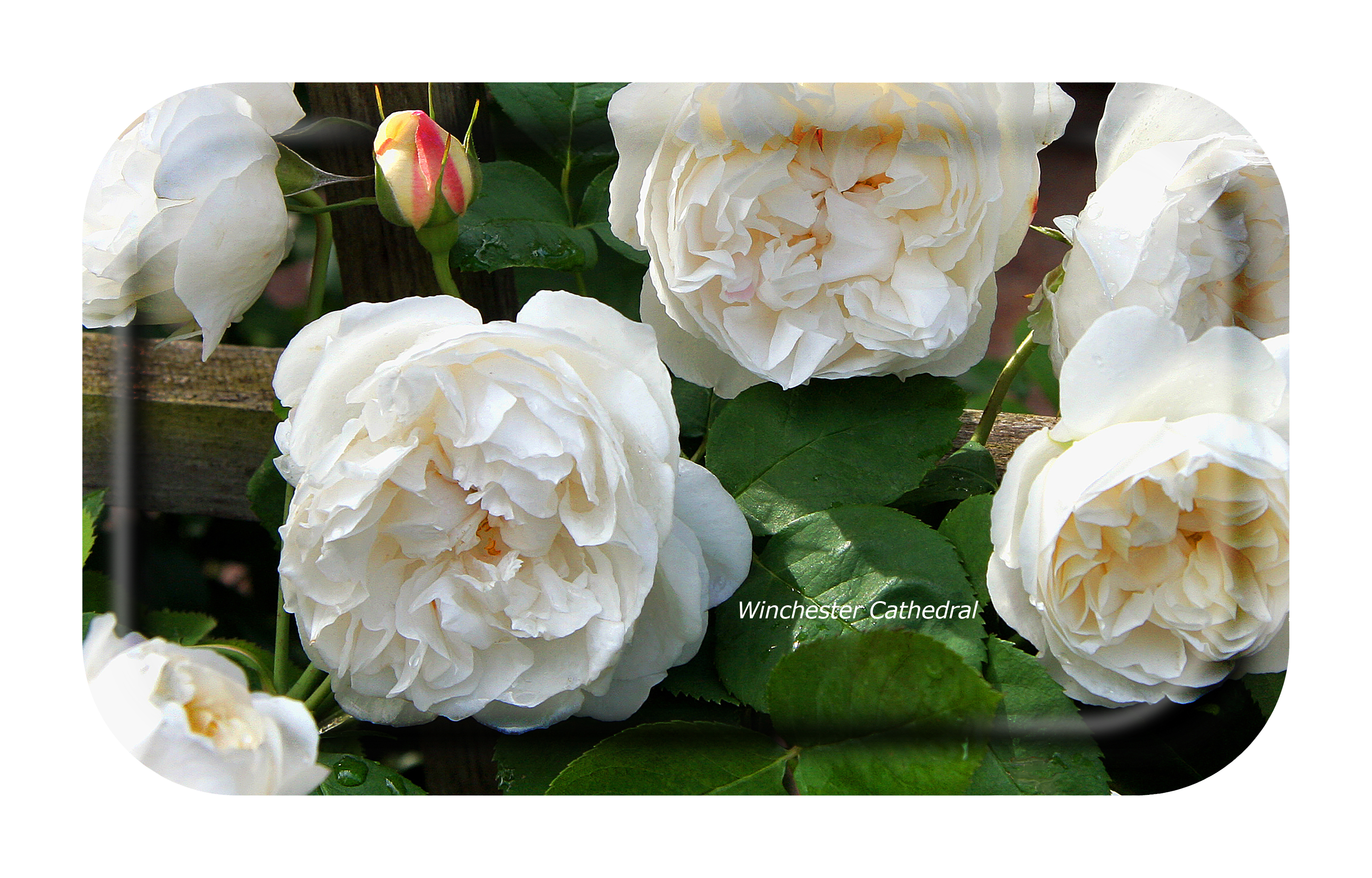 FROQE - TRAY_PLATE_WV - SKU_TRA41GARDEN2213 - Garden_Rose-Winchester_Cathedral - 22x13cm_8.66x5.12in - TRADITION by Forbicon - Sweden
