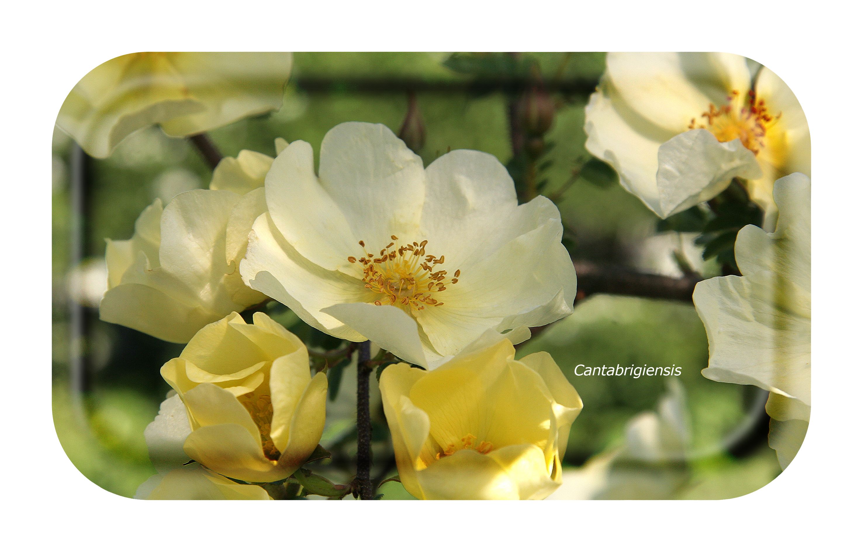 FROQE - TRAY_PLATE_WV - SKU_TRA39GARDEN2213 - Garden_Rose-Cantabrigiensis - 22x13cm_8.66x5.12in - TRADITION by Forbicon - Sweden
