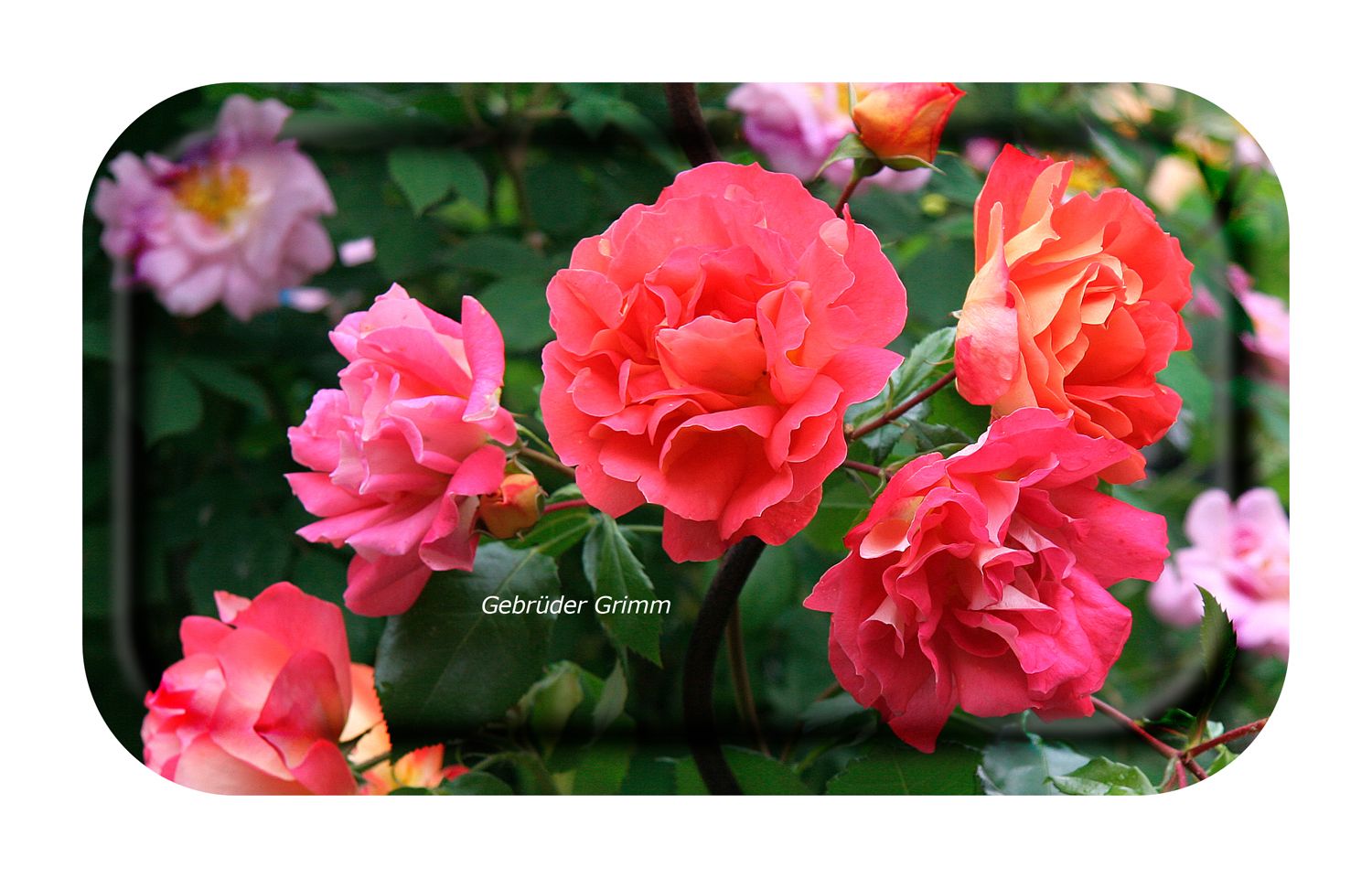 FROQE - TRAY_PLATE_WV - SKU_TRA40GARDEN2213 - Garden_Rose-Gebrüder_Grimm - 22x13cm_8.66x5.12in - TRADITION by Forbicon - Sweden